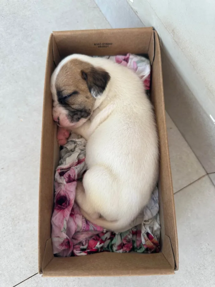Cachorro ra a SRD-ViraLata idade Abaixo de 2 meses nome Filhote