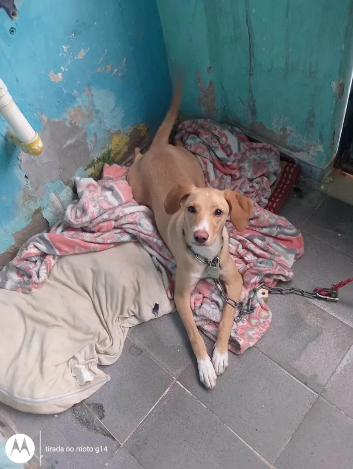 Cachorro ra a SRD-ViraLata idade 7 a 11 meses nome Bela