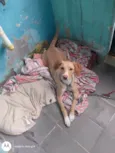 Bela