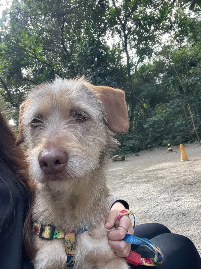 Cachorro ra a SRD-ViraLata idade 1 ano nome Morena 