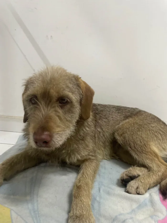 Cachorro ra a SRD-ViraLata idade 1 ano nome Morena 