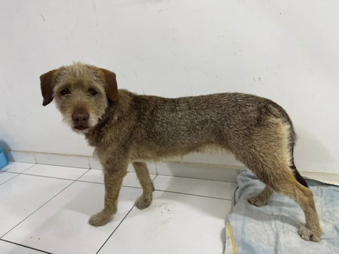 Cachorro ra a SRD-ViraLata idade 1 ano nome Morena 