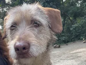 Cachorro raça SRD-ViraLata idade 1 ano nome Morena 