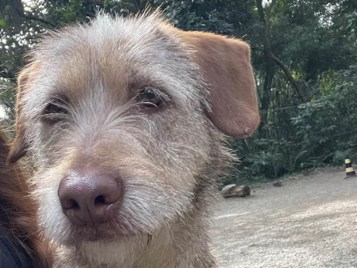 Cachorro ra a SRD-ViraLata idade 1 ano nome Morena 