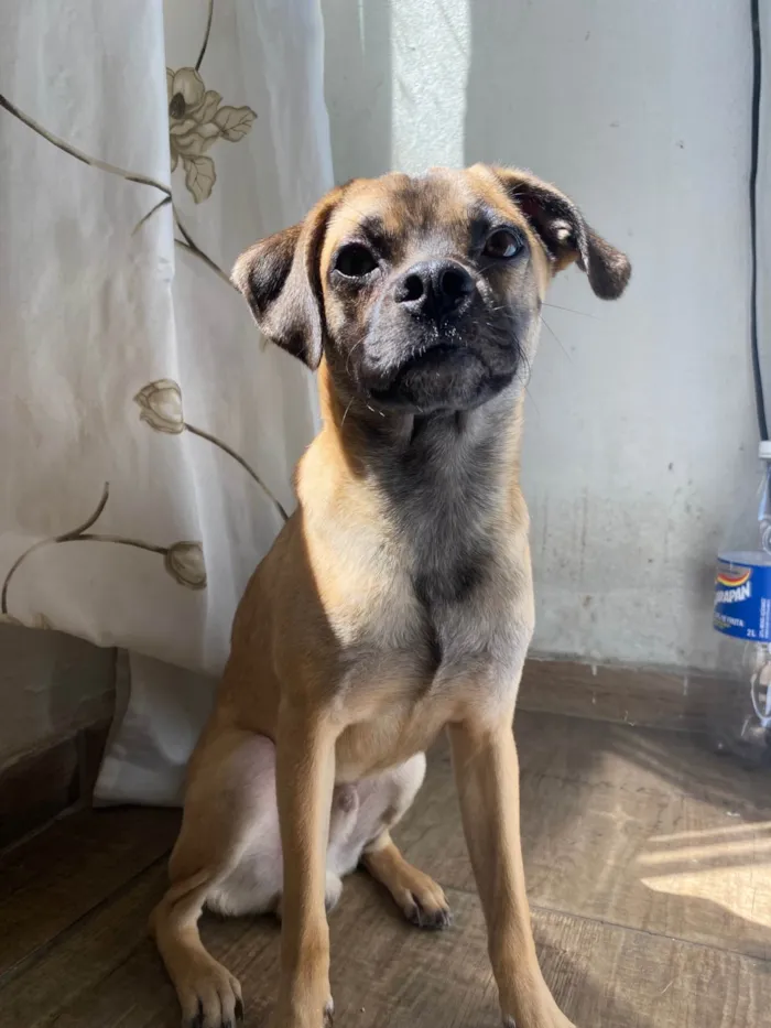 Cachorro ra a SRD-ViraLata idade 1 ano nome Luke 