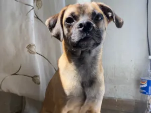 Cachorro raça SRD-ViraLata idade 1 ano nome Luke 
