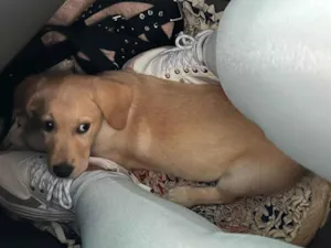 Cachorro raça Labrador idade 1 ano nome Marley