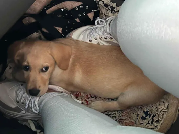 Cachorro ra a Labrador idade 1 ano nome Marley