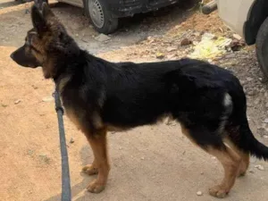 Cachorro raça Pastor Alemão idade 1 ano nome Fred 