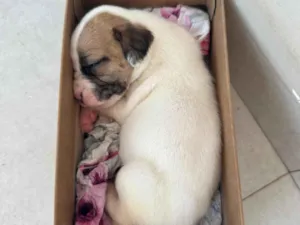 Cachorro raça SRD-ViraLata idade Abaixo de 2 meses nome Filhote