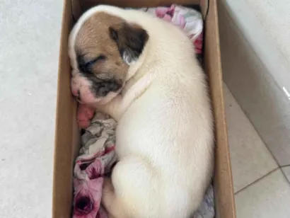 Cachorro raça SRD-ViraLata idade Abaixo de 2 meses nome Filhote