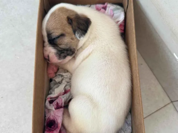 Cachorro ra a SRD-ViraLata idade Abaixo de 2 meses nome Filhote