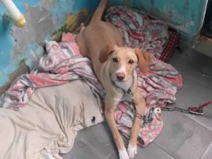 Cachorro raça SRD-ViraLata idade 7 a 11 meses nome Bela