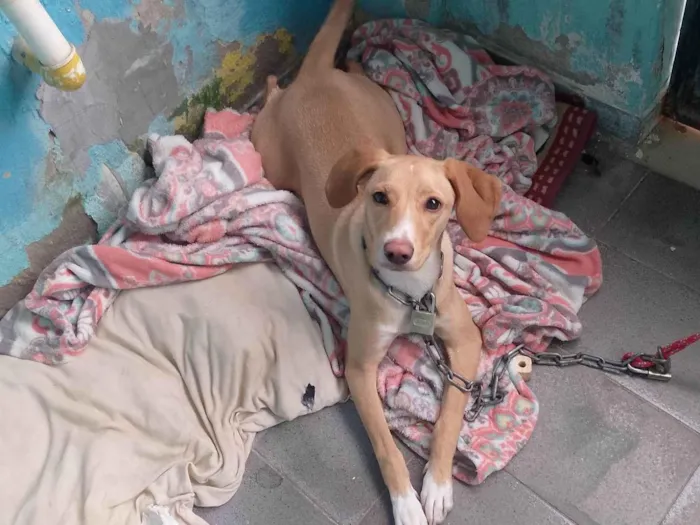Cachorro ra a SRD-ViraLata idade 7 a 11 meses nome Bela