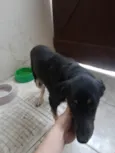 Bolonhesa
