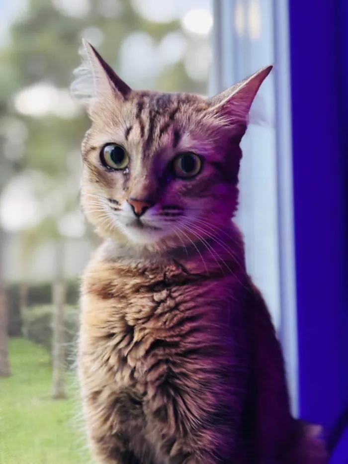 Gato ra a SRD-ViraLata idade 2 anos nome Rosin 