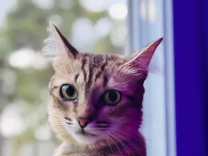 Gato raça SRD-ViraLata idade 2 anos nome Rosin 