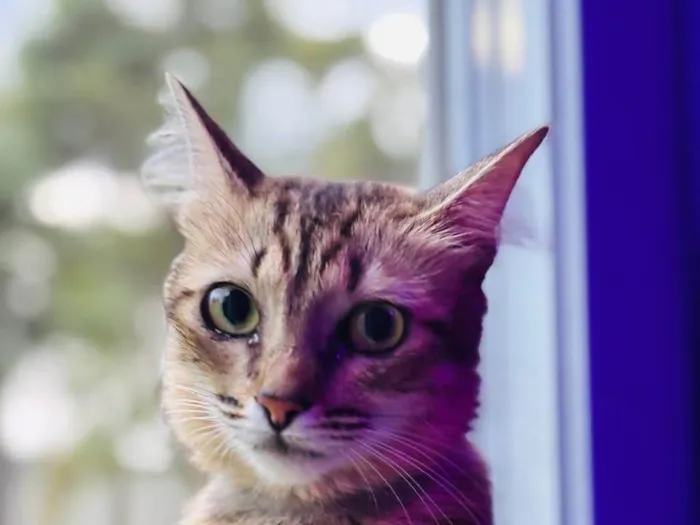 Gato ra a SRD-ViraLata idade 2 anos nome Rosin 