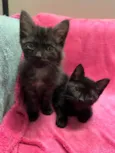 Gatinhos Peludos