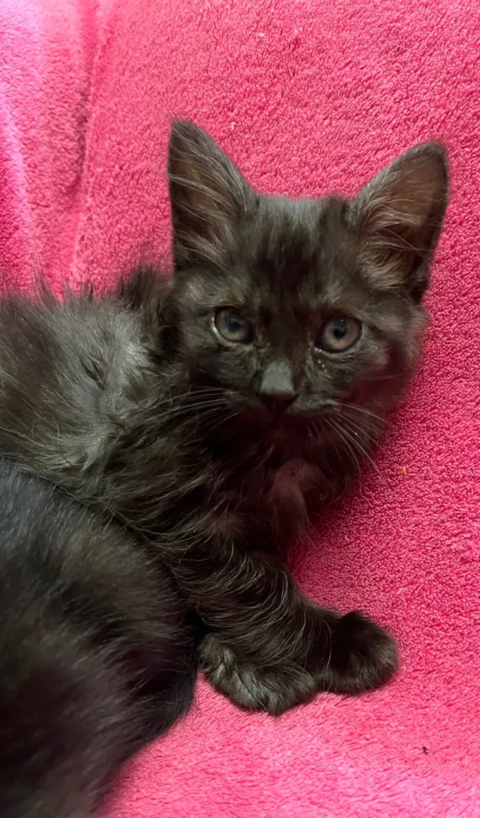 Gato ra a SRD-ViraLata idade Abaixo de 2 meses nome Gatinhos Peludos