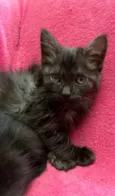 Gatinhos Peludos