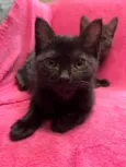 Gatinhos Peludos