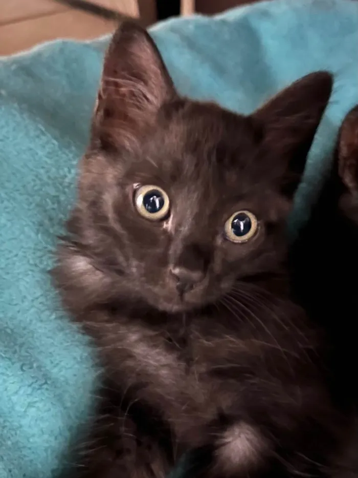 Gato ra a SRD-ViraLata idade Abaixo de 2 meses nome Gatinhos Peludos
