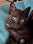 Gatinhos Peludos