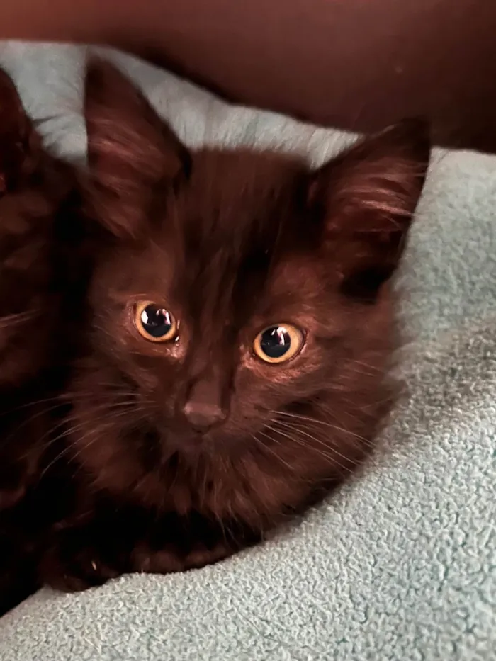 Gato ra a SRD-ViraLata idade Abaixo de 2 meses nome Gatinhos Peludos