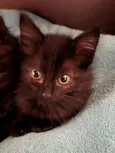 Gatinhos Peludos