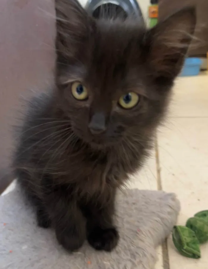 Gato ra a SRD-ViraLata idade Abaixo de 2 meses nome Gatinhos Peludos