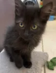 Gatinhos Peludos