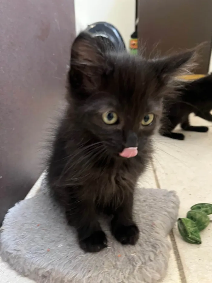 Gato ra a SRD-ViraLata idade Abaixo de 2 meses nome Gatinhos Peludos