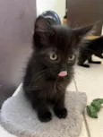 Gatinhos Peludos