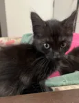 Gatinhos Peludos