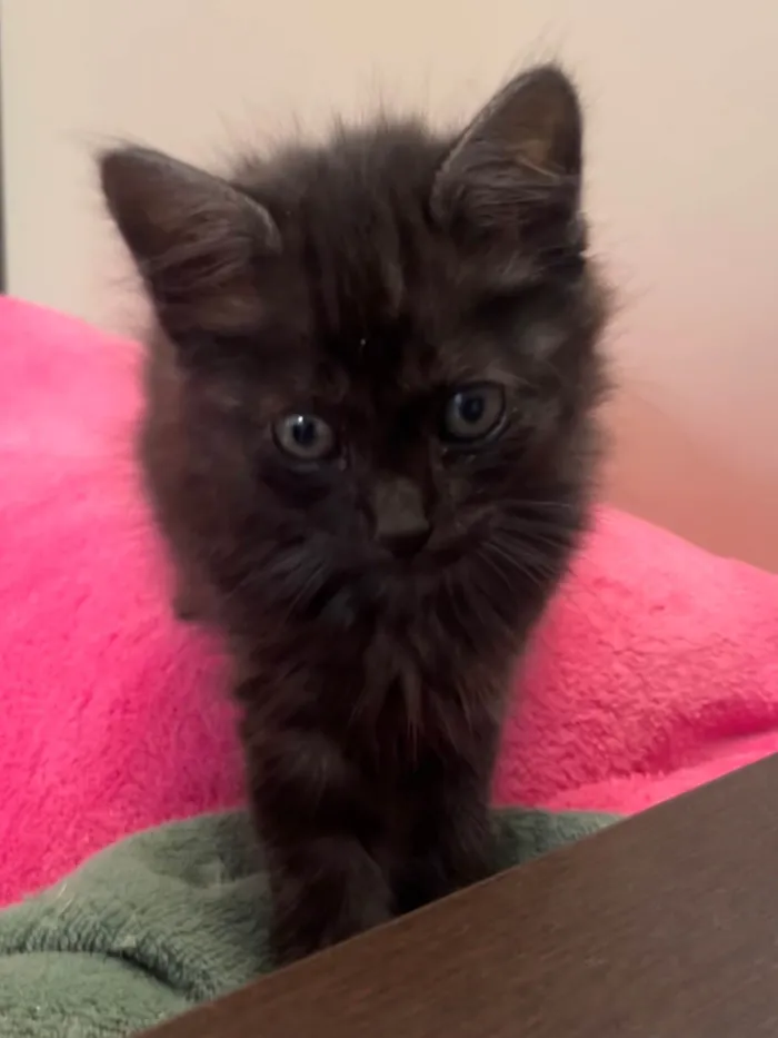 Gato ra a SRD-ViraLata idade Abaixo de 2 meses nome Gatinhos Peludos