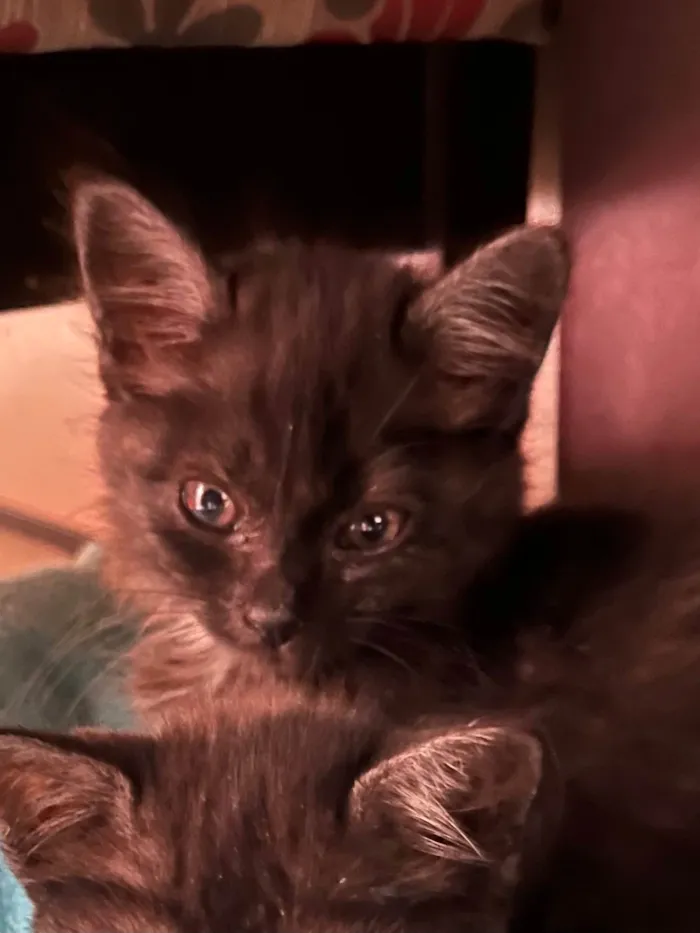 Gato ra a SRD-ViraLata idade Abaixo de 2 meses nome Gatinhos Peludos