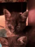 Gatinhos Peludos