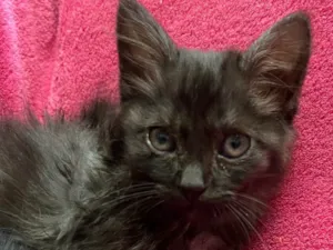 Gato raça SRD-ViraLata idade Abaixo de 2 meses nome Gatinhos Peludos