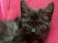 Gatinhos Peludos