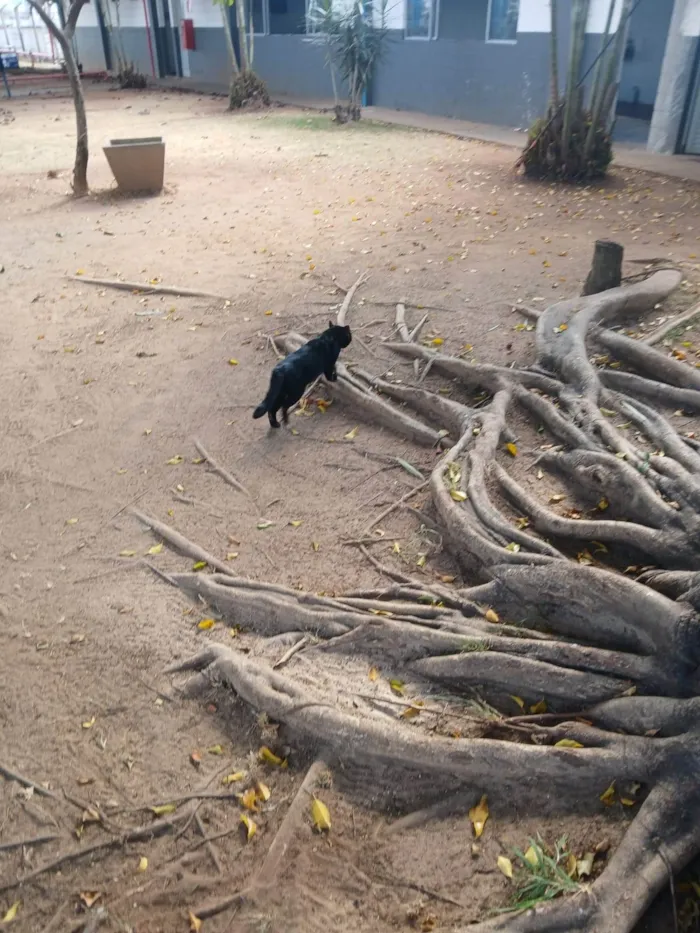 Gato ra a SRD-ViraLata idade 3 anos nome Não tem nome