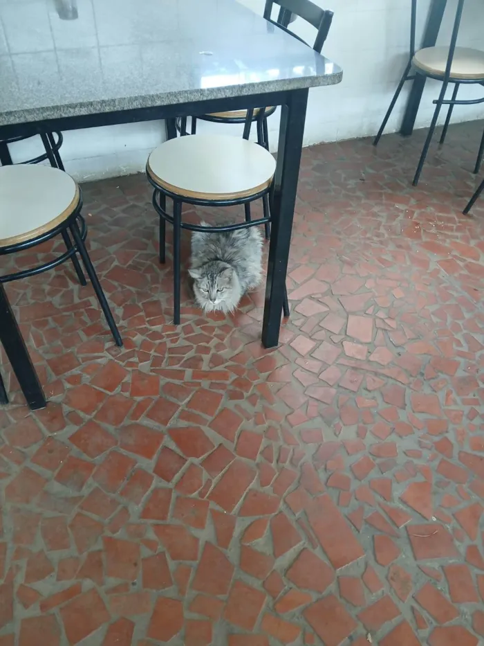 Gato ra a SRD-ViraLata idade 3 anos nome Sem nome