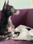 Neguinha