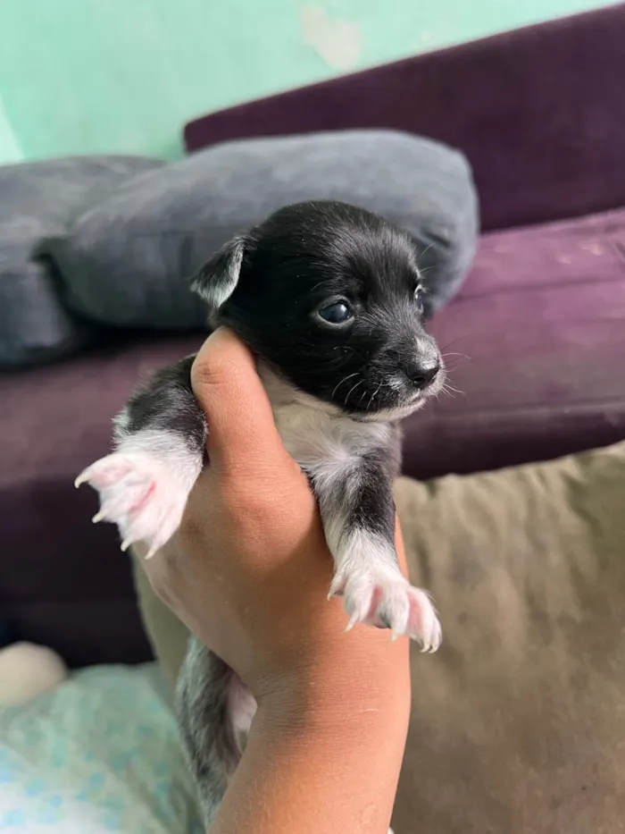 Cachorro ra a SRD-ViraLata idade Abaixo de 2 meses nome Neguinha 