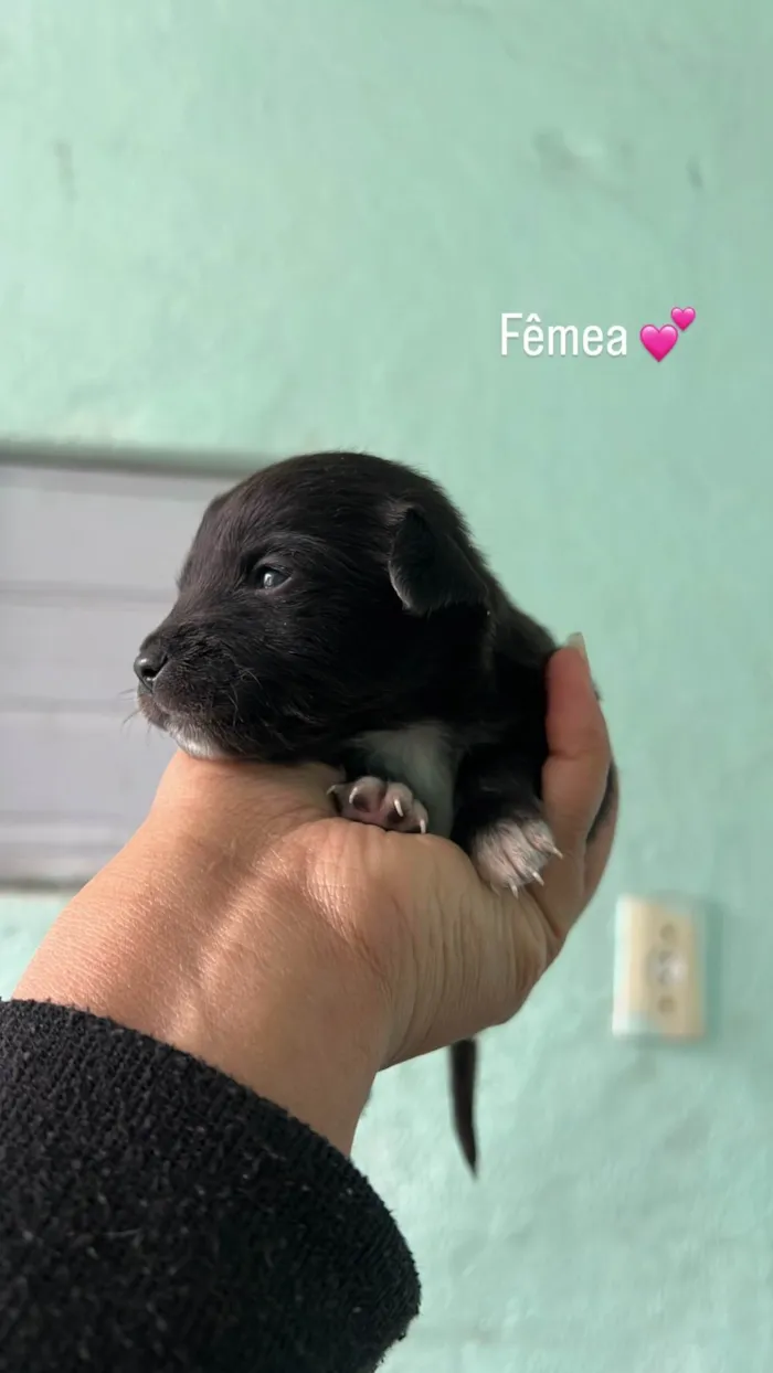 Cachorro ra a SRD-ViraLata idade Abaixo de 2 meses nome Neguinha 