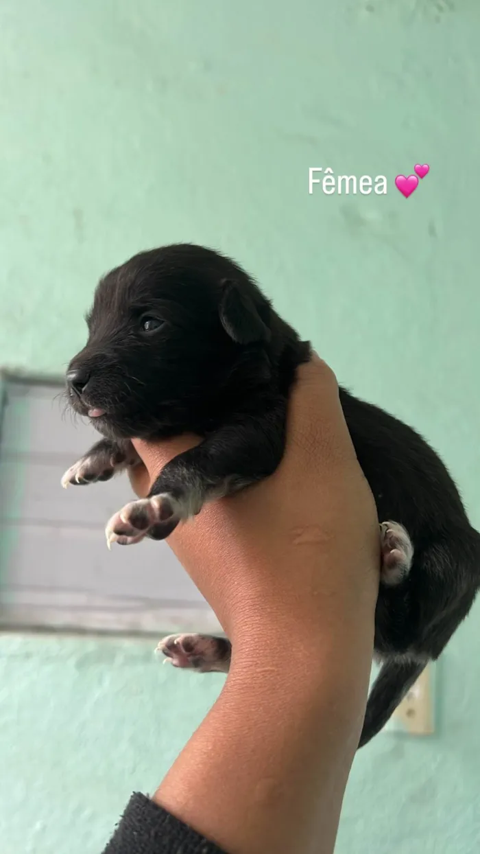 Cachorro ra a SRD-ViraLata idade Abaixo de 2 meses nome Neguinha 