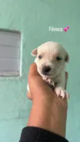 Neguinha