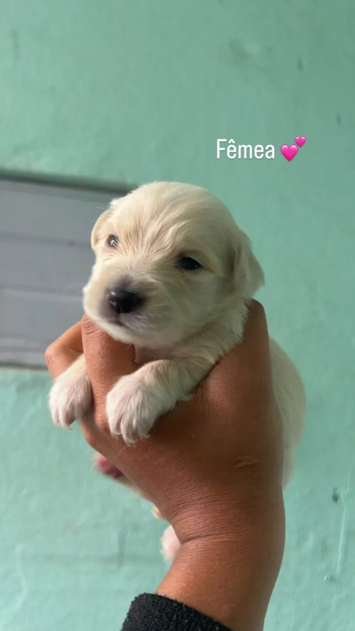 Cachorro ra a SRD-ViraLata idade Abaixo de 2 meses nome Neguinha 