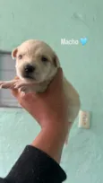Neguinha