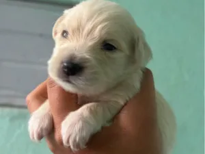 Cachorro raça SRD-ViraLata idade Abaixo de 2 meses nome Neguinha 